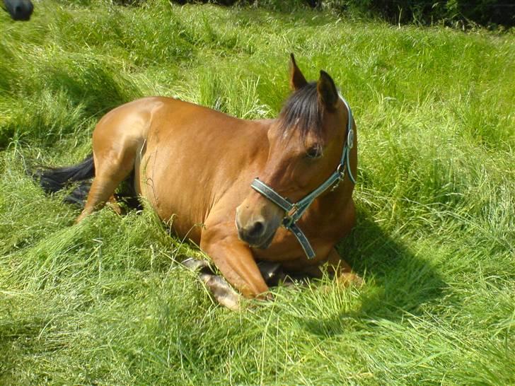 Arabisk fuldblod (OX) Gismo  R.I.P - gismo holder pause, for det er hårdt at være araber billede 15