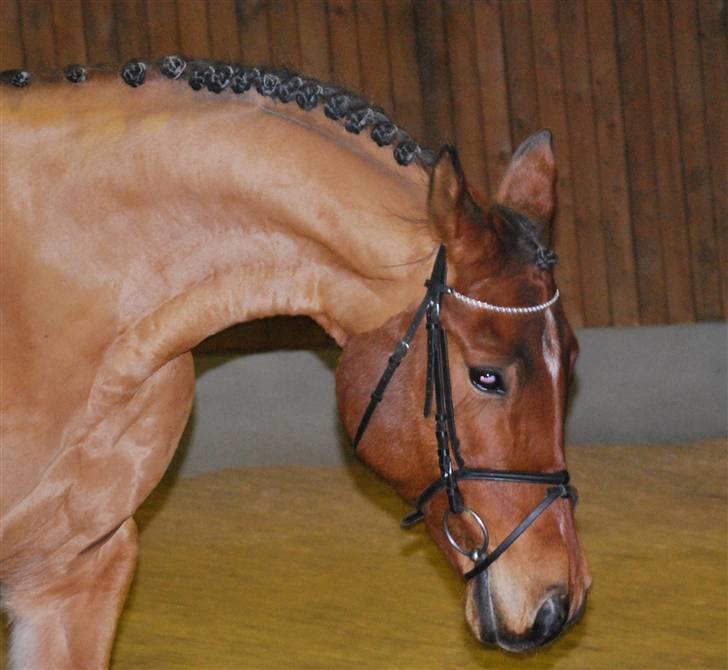 Arabisk fuldblod (OX) Gismo  R.I.P - Hingste Gismo billede 17