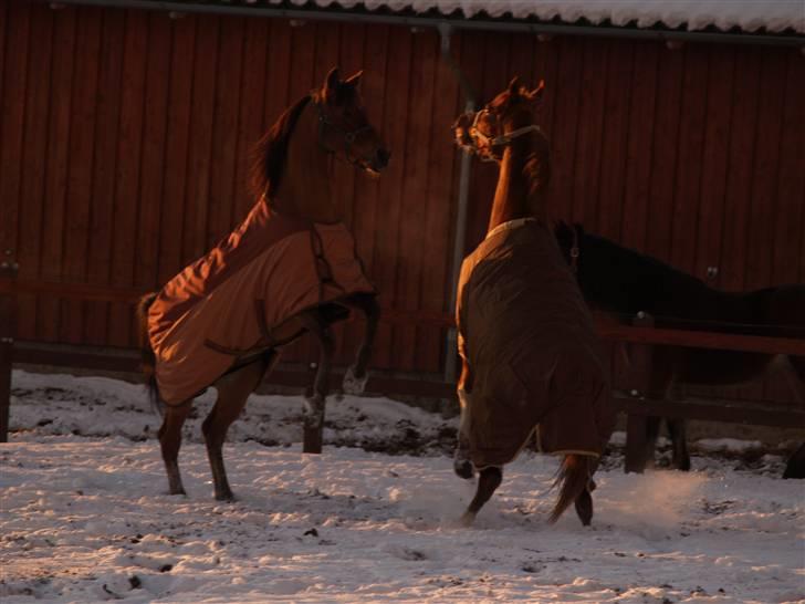 Arabisk fuldblod (OX) Gismo  R.I.P billede 18