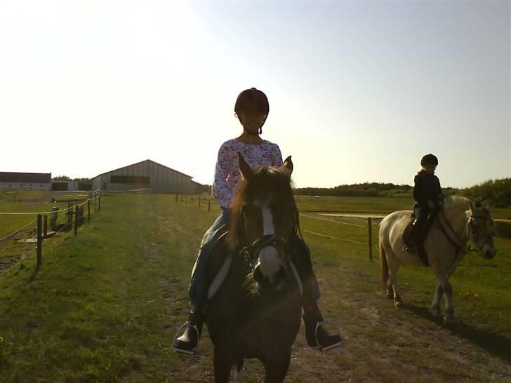 New Forest staldbakkens Tic-Tacs  - En god ride tur er altid godt(: billede 8