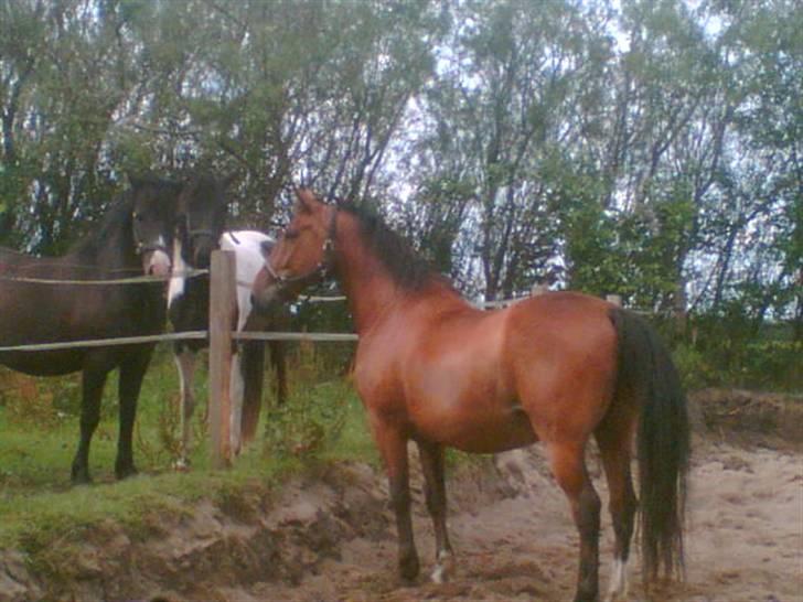 Oldenborg Do-mingo - Velkommen til flotte Do-mingo´s profil! <3 billede 1