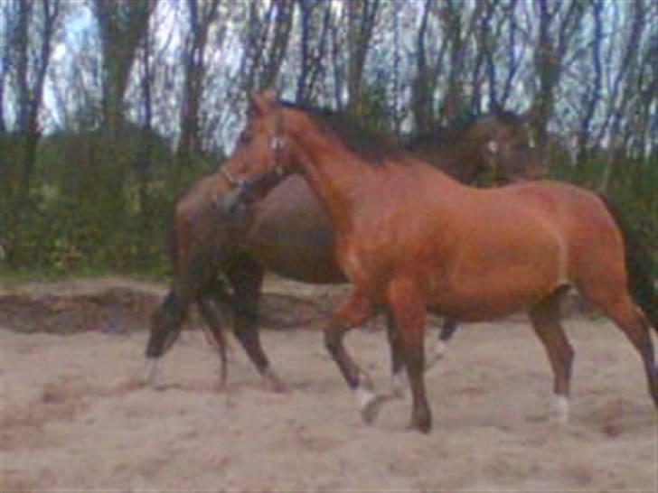 Oldenborg Do-mingo billede 2