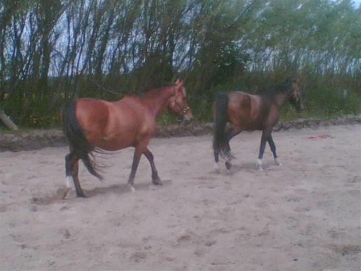 Oldenborg Do-mingo - Do-mingo bagerst billede 3