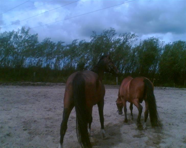 Oldenborg Do-mingo - Do-mingo til højre! <3 billede 4