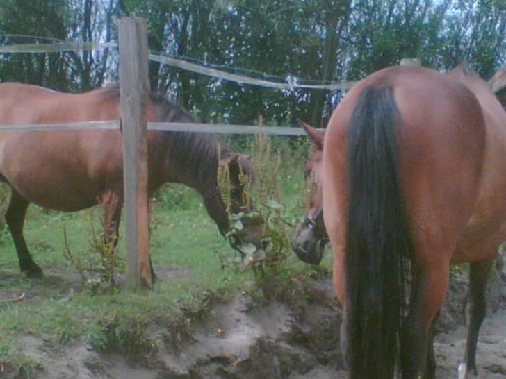 Oldenborg Do-mingo - bagfra!! billede 5