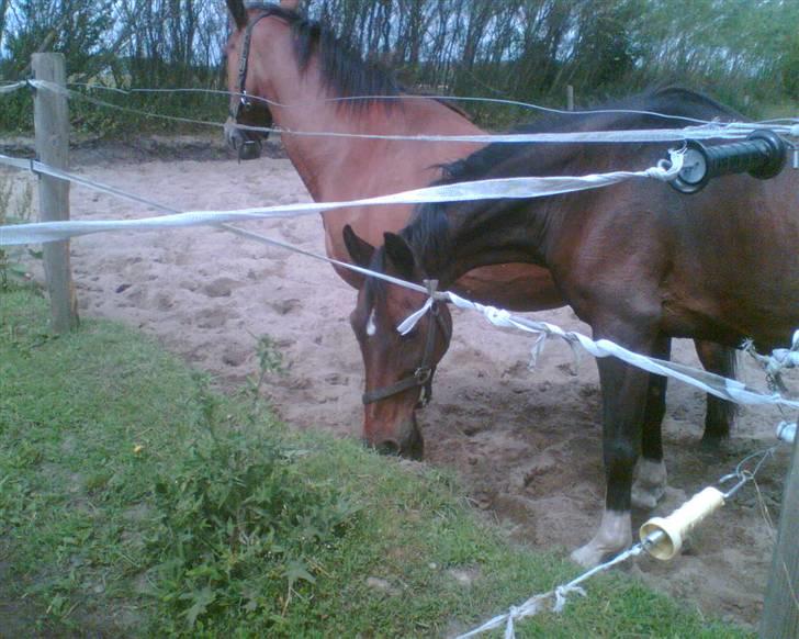 Oldenborg Do-mingo - Do-mingo bagerst.. billede 6