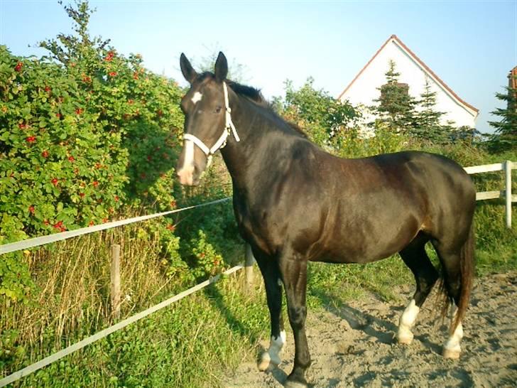 Anden særlig race Josefine billede 1