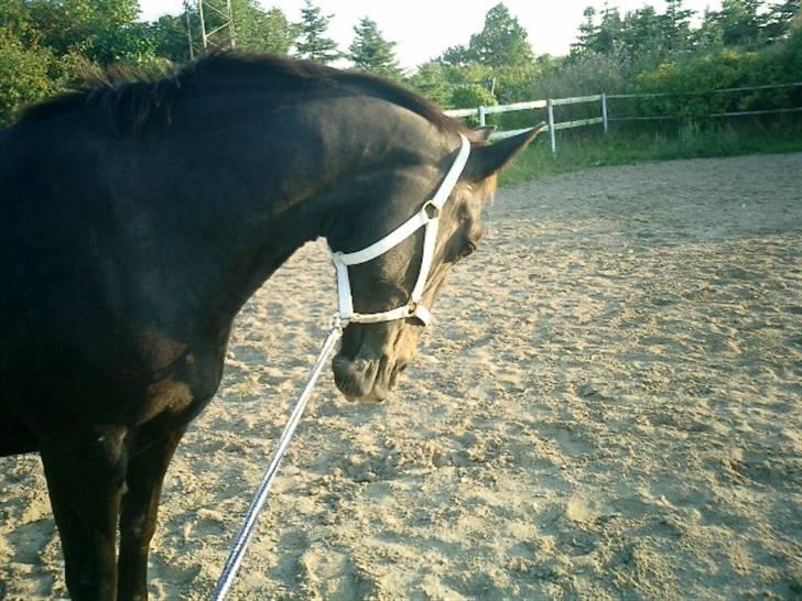 Anden særlig race Josefine billede 2