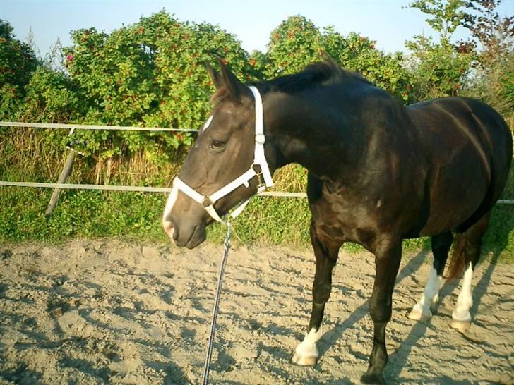 Anden særlig race Josefine billede 3
