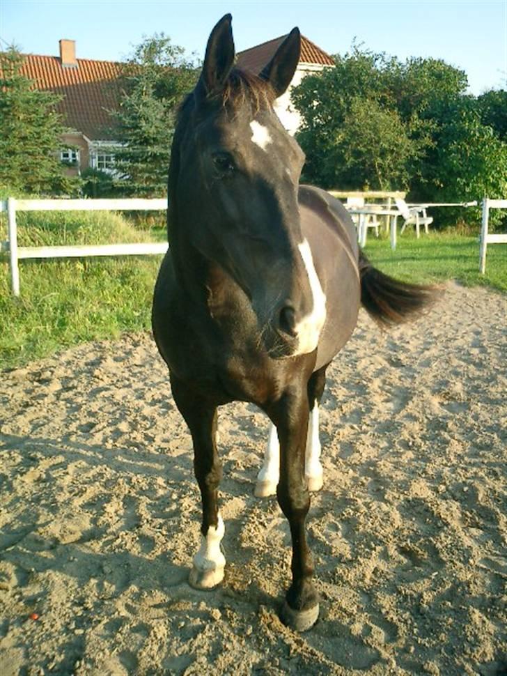 Anden særlig race Josefine billede 4