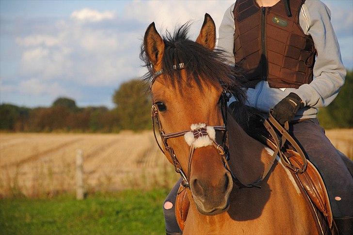 Anden særlig race Holmgaards Jazmin tidl pt - Smukke, smukke Sjams :´D billede 1
