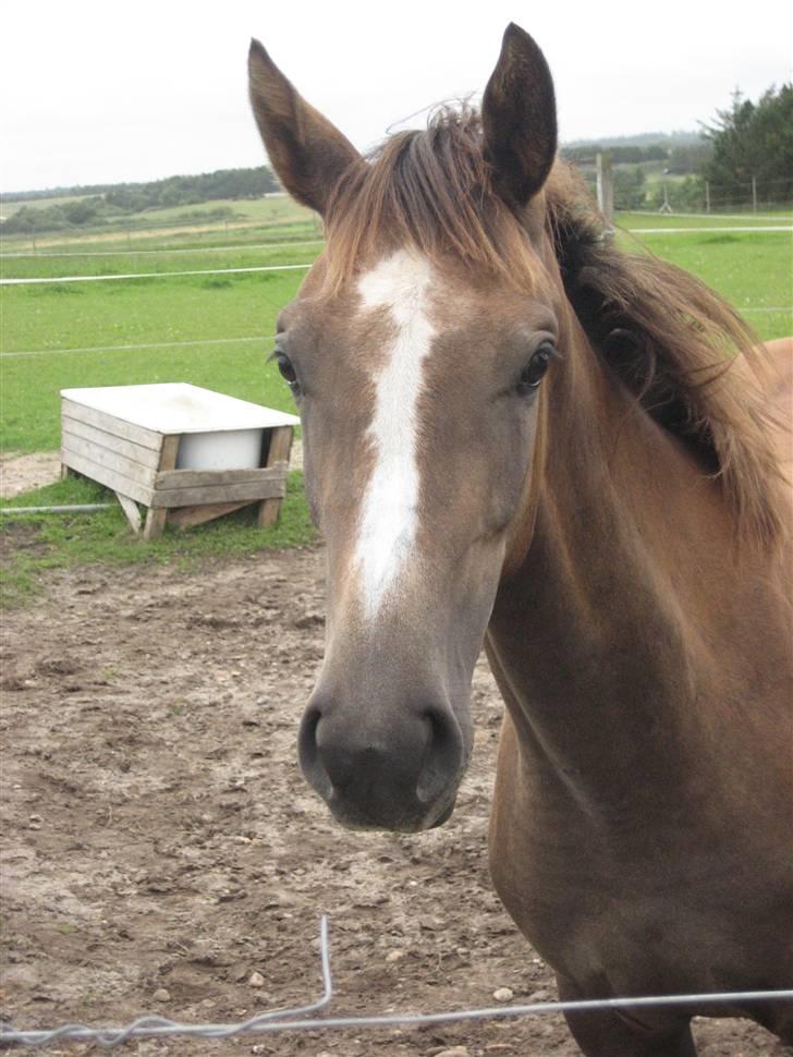 Dansk Varmblod vena blúsbakke - vena hygger på marken billede 1