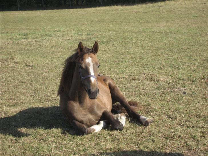 Dansk Varmblod vena blúsbakke - her ligger hun og slapper af. og nyder solen. billede 2