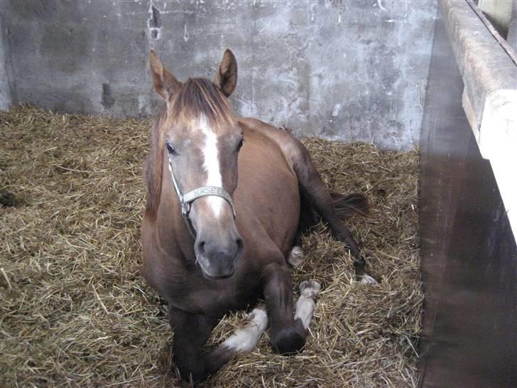Dansk Varmblod vena blúsbakke - vena elsker at ligge ned lige omkring middagstid billede 3