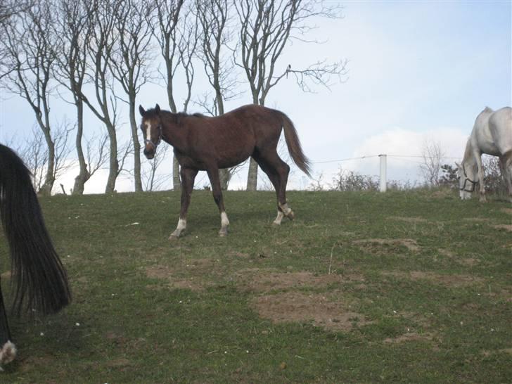 Dansk Varmblod vena blúsbakke - dette er også fra da jeg var oppe at se hende. hendes mor er den hvide i baggrunden billede 4