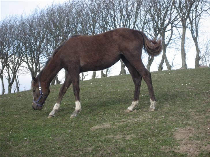 Dansk Varmblod vena blúsbakke billede 5
