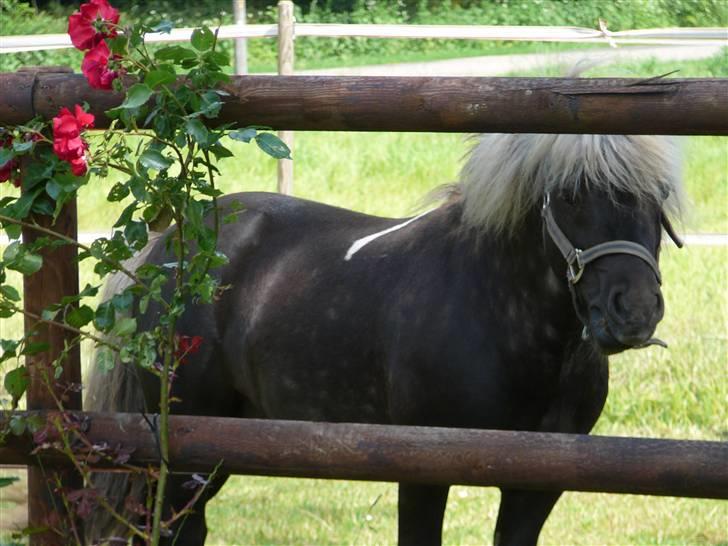 Anden særlig race Brahsal's Lucky Champ billede 1