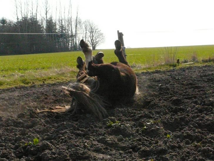 Anden særlig race Brahsal's Lucky Champ billede 3