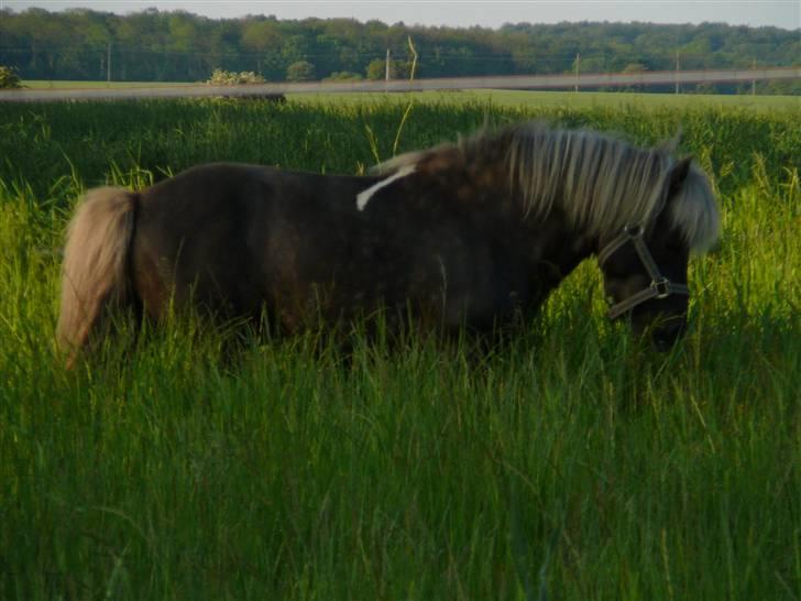 Anden særlig race Brahsal's Lucky Champ billede 4