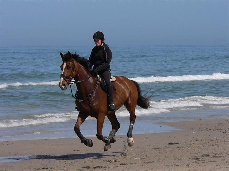 Dansk Varmblod Equs  - Vesterhavet efteråret 2010 billede 2