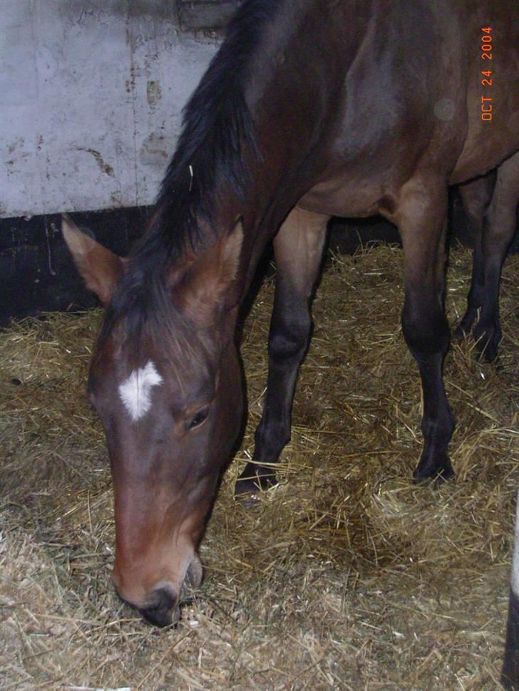 Anden særlig race Stabygårds Mikado solgt billede 5