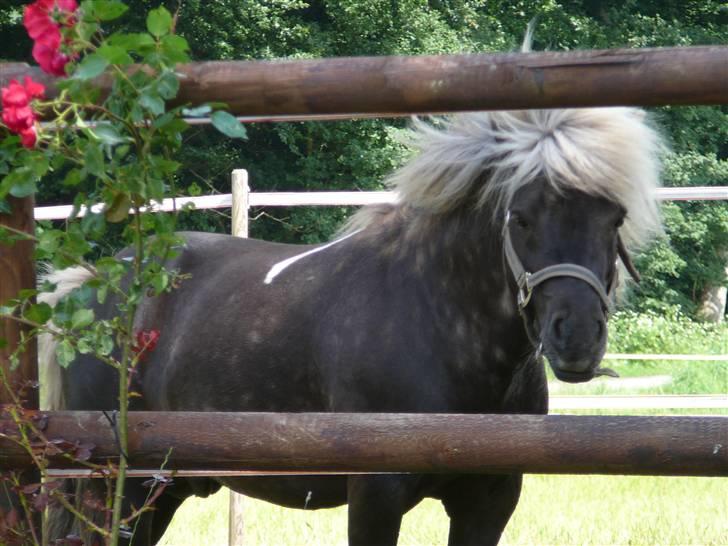 Anden særlig race Brahsal's Lucky Champ billede 8