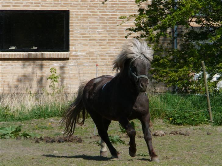 Anden særlig race Brahsal's Lucky Champ billede 9