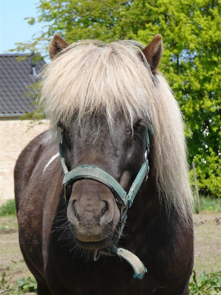 Anden særlig race Brahsal's Lucky Champ billede 11