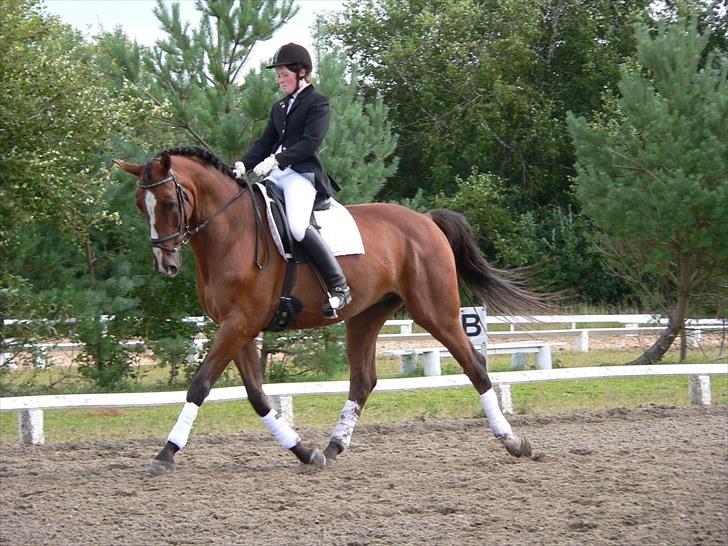 Dansk Varmblod Equs  billede 6