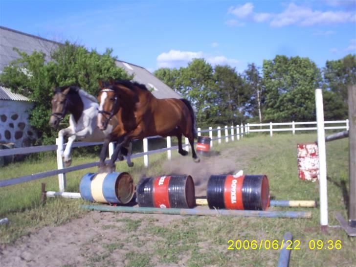 Dansk Varmblod Equs  - tager lige et hop med min ven :D billede 7