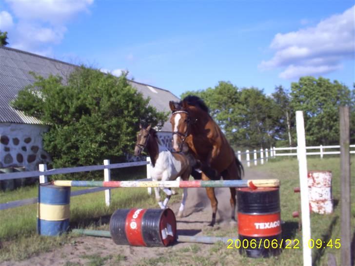 Dansk Varmblod Equs  - en to tre hop billede 9