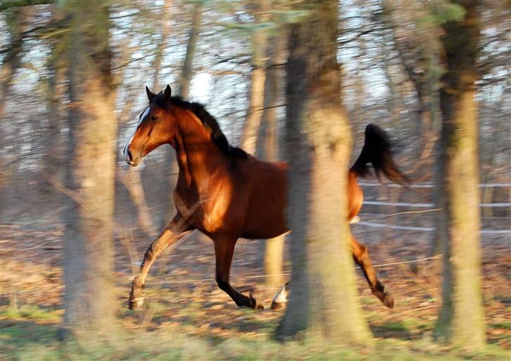 Dansk Varmblod Equs  - Oppe på dupperne :D billede 11
