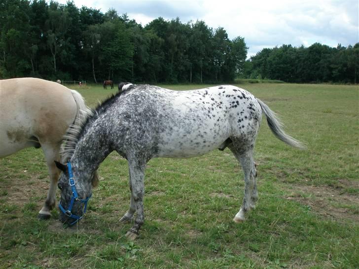 Appaloosa Benno - Super lækkert græs de har her! billede 2