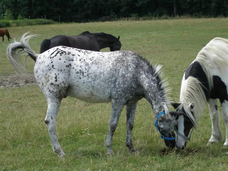 Appaloosa Benno - hey Edgar der er ikke noget som en god tot græs billede 3