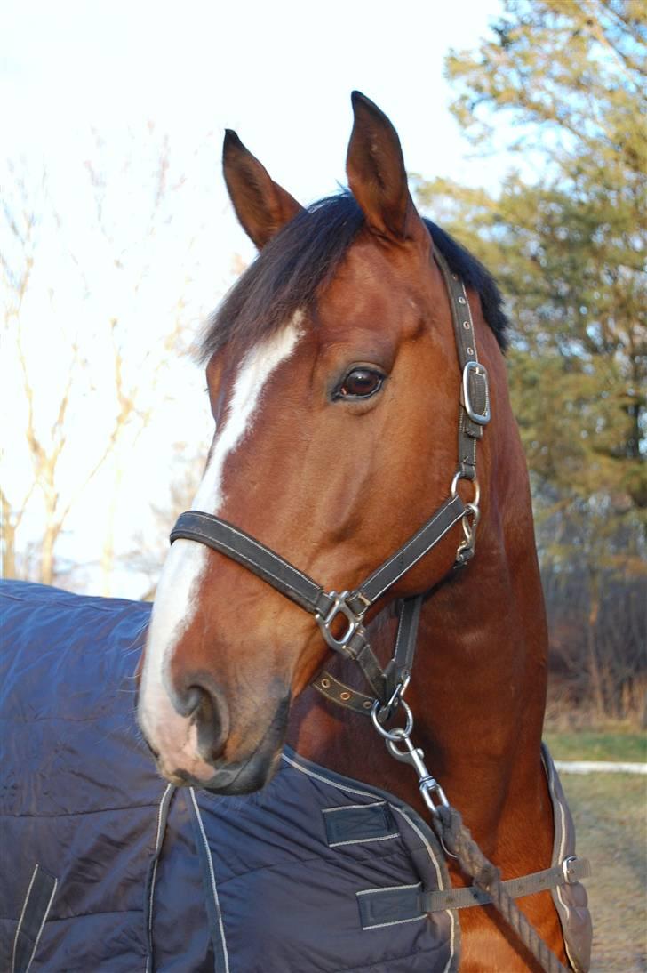 Dansk Varmblod Equs  billede 4