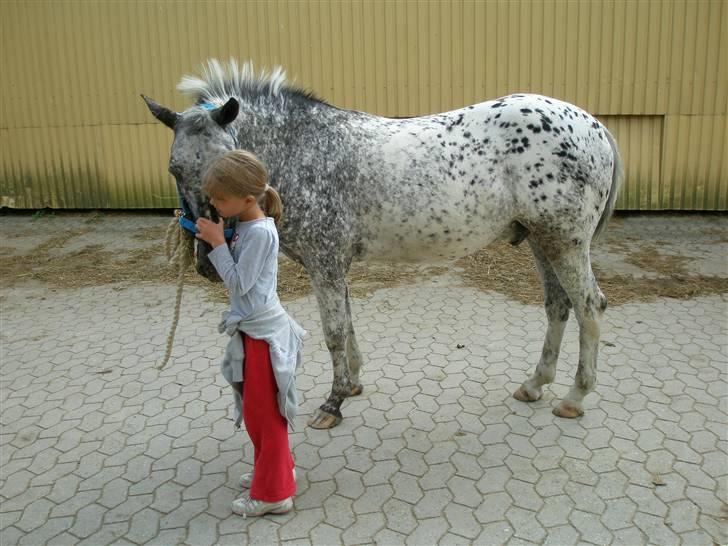 Appaloosa Benno - Det er bare så hyggeligt når cecilie nusser mig! billede 5