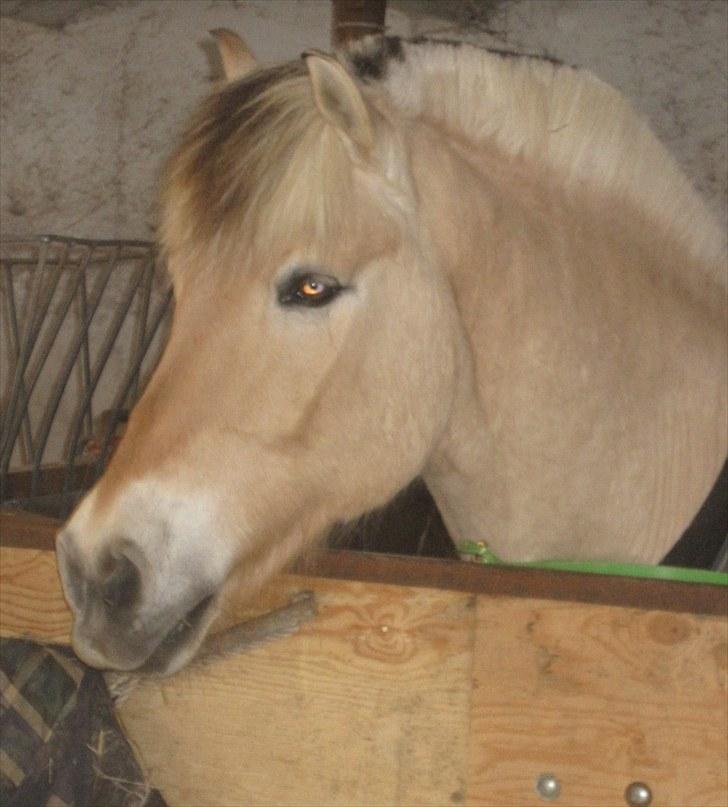 Fjordhest Simba <3 solgt - simba i boksen i: <3 marts 2010 billede 11