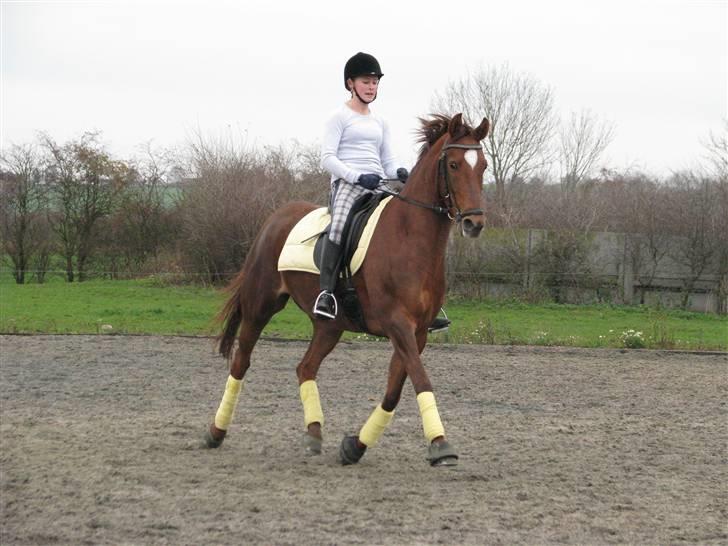 Tysk Sportspony Vienna R.I.P - Du er bare så stjerne god til at lave en fri trav (: Foto - Stjerne fotografen Magda <3 billede 5