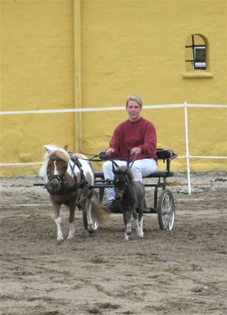 Dansk Miniature Lille My - Lille My på Brahetrollebrog billede 7