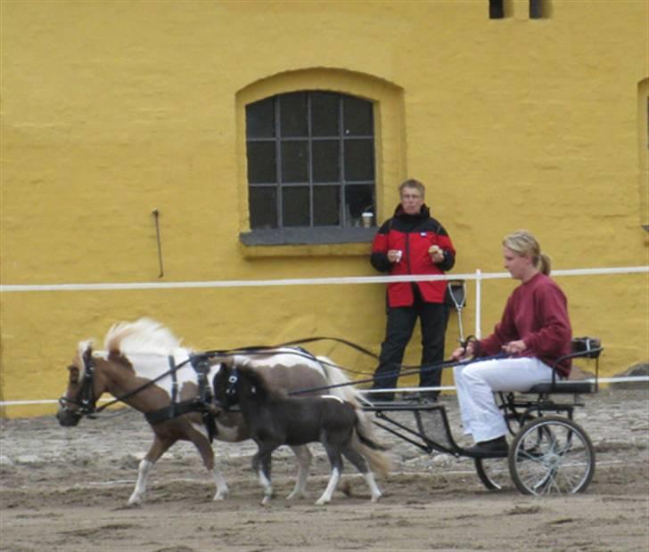 Dansk Miniature Lille My - Lille My på Brahetrolleborg billede 8