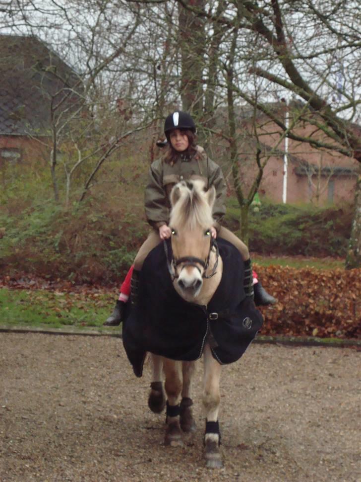 Fjordhest Simba <3 solgt - november 2008 <3 billede 12