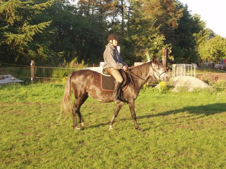 Welsh Pony (sec B)  starlight solgt billede 14