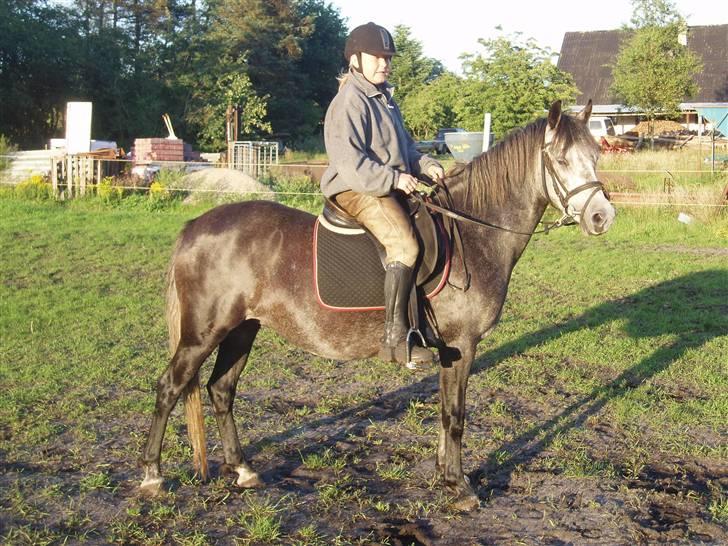 Welsh Pony (sec B)  starlight solgt billede 15