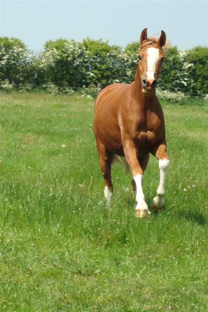 Anden særlig race Stabygårds Misty billede 10