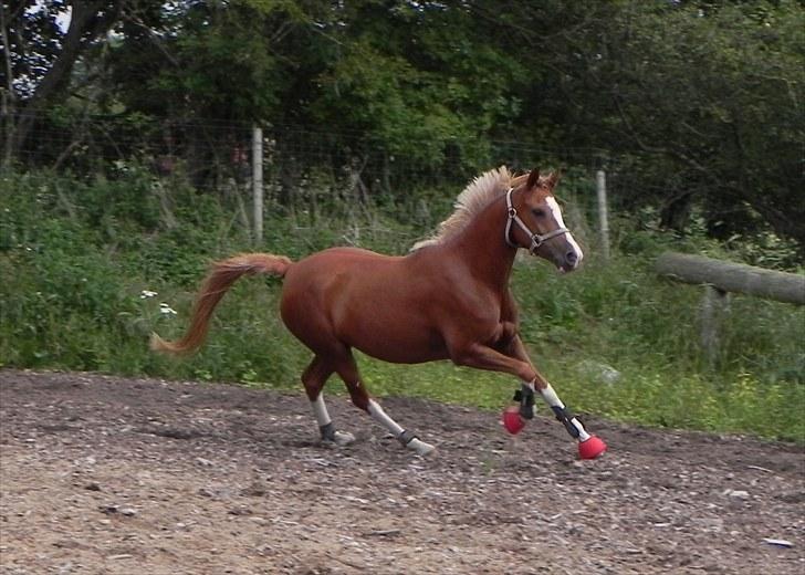 Anden særlig race Stabygårds Misty billede 11