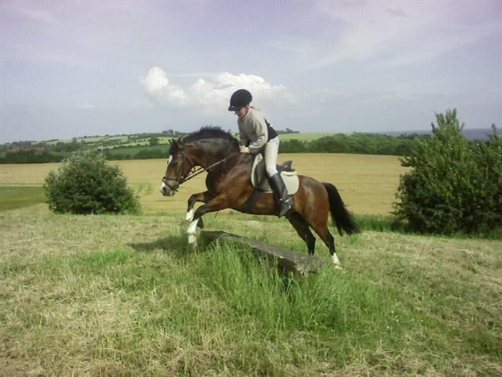 Welsh Mountain (sec A) Oliver - Dejlige lille trold ;-) Pude drengen! billede 11
