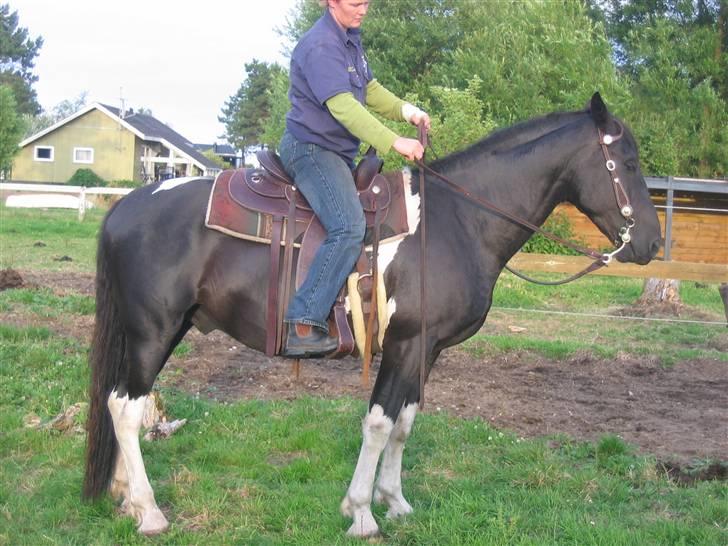 Pinto Hingst Hjalman af korup  - Jalle med Helle på ryggen. billede 11