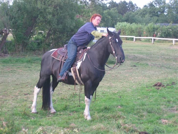 Pinto Hingst Hjalman af korup  billede 12