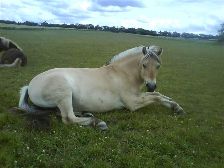 Fjordhest Kaiser <3 *R.I.P* - Han tager sig lige en slapper xD Foto: Mig billede 7