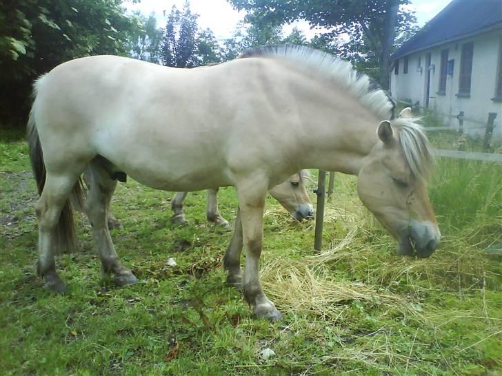 Fjordhest Kaiser <3 *R.I.P* - Hans hoved ser mega stort ud :O Foto: Mig billede 8